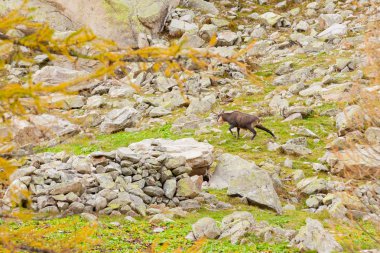 karaca Piedmont Alps İtalya