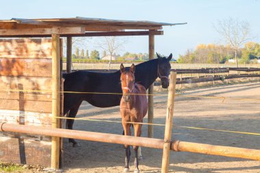Mare tayı İtalya ile