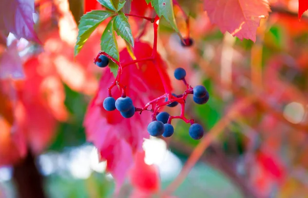 Small Bunch Black Grapes Italy — Stock Photo, Image