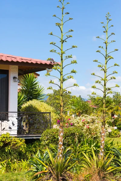 Agave Med Plume Boquete Panama Trädgård Hus — Stockfoto