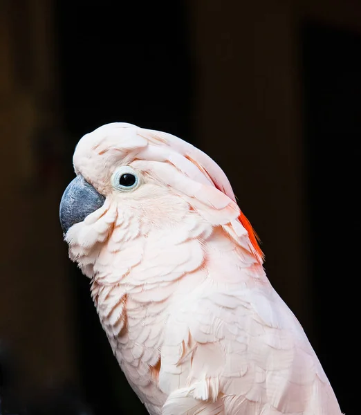 Retrato Loro Sobre Fondo Negro Italia — Foto de Stock