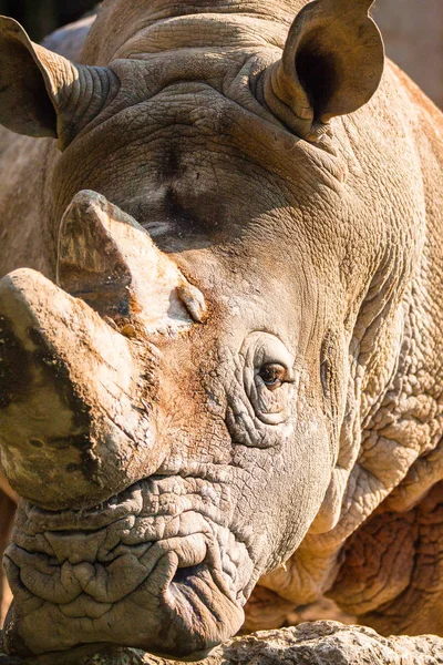 Portrait Rhinocéros Coucher Soleil Kenya — Photo