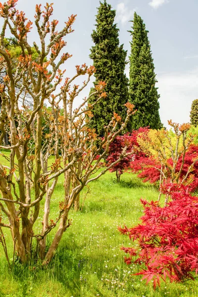 Cores Primavera Florescer Parque Público Itália — Fotografia de Stock