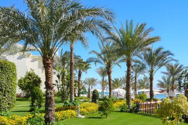 Hurgada Mısır 5 Mayıs 2007 bu turizm de çok popüler plajları karşılamak palmiye ağaçları ile muhteşem gardens için.