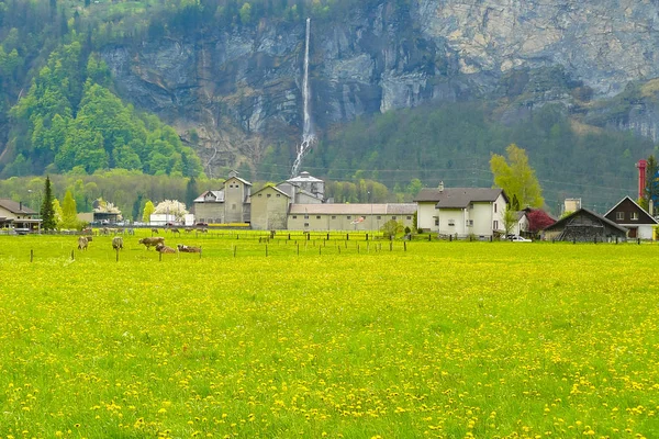 Brienz Switzerland February 2016 Interlaken Valley Brienz Ancient Farms Cows — Stock Photo, Image