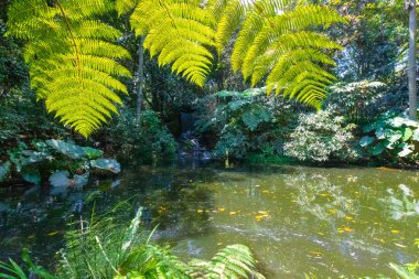 Tropik orman Kolombiya Bogota pound
