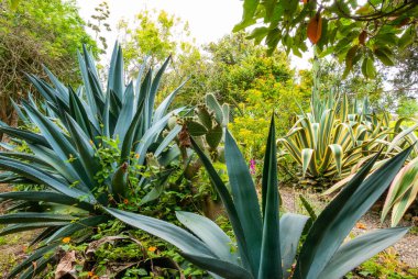Tunja Colombia tropikal bir bahçede bitkiler agaves