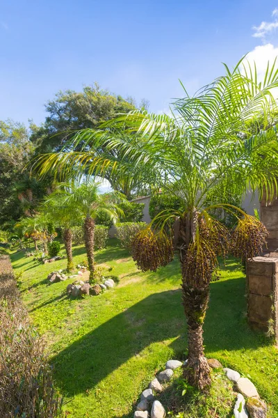 Costa Rica Feniks Dactylifera Dadelpalmen Een Openbare Tuin — Stockfoto