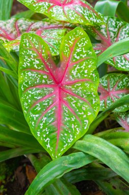 Caladium bicolor (