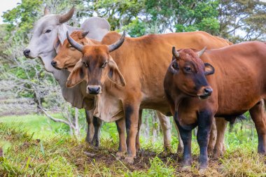 Kosta Rika bir boğa ve iki inek