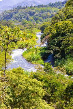 Kosta Rika Sucio nehri tropikal orman panoramik manzaralı