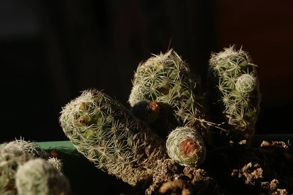 Plante Cactus Dans Jardinage — Photo