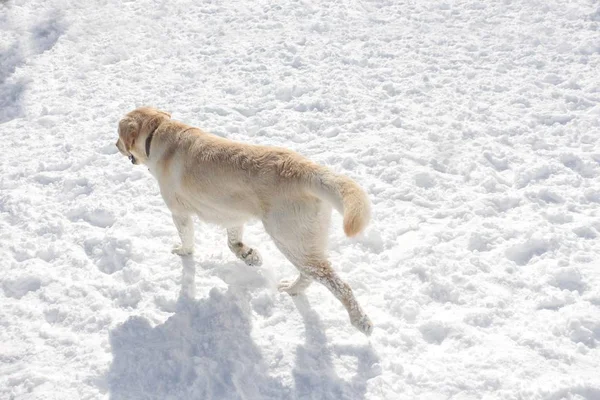 Dog walking on the snow