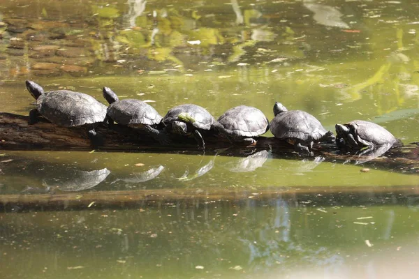 Tortues Bronzer Sur Lac — Photo