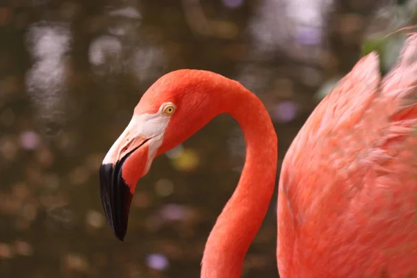 Retrato Flamingo Livre Natureza — Fotografia de Stock