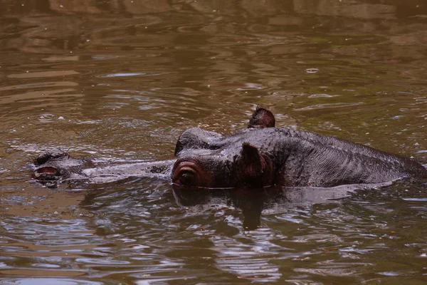 Hipopótamos Tomando Banho Lago — Fotografia de Stock