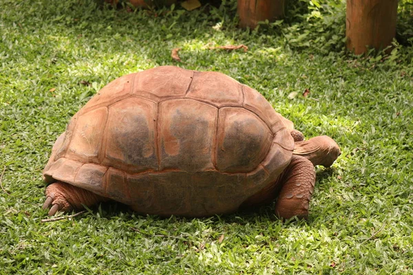 Riesenschildkröte Schutzgebiet — Stockfoto