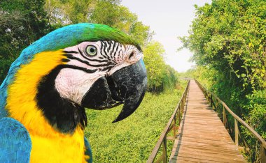 Arara Caninde bir turizm Pantanal, yeşil bitki, kuş. Eko Tur, turizm, Brezilyalı Pantanal.