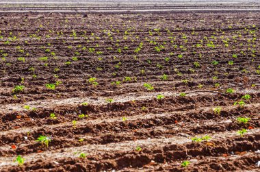 Manyok plantasyon alanıyla. Küçük büyüyen manyok bitki. Brezilyalı tarım.