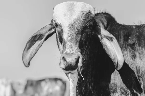 Black White Portrait Cow Piece Dry Grass Mouth — Stock Photo, Image