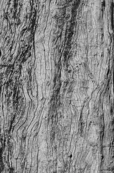 Texture Noire Blanche Écorce Tronc Arbre Vieil Arbre — Photo