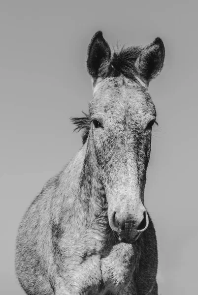 Portrait Mule Black White Headshot Mule Front View Farm Animal — Stock Photo, Image