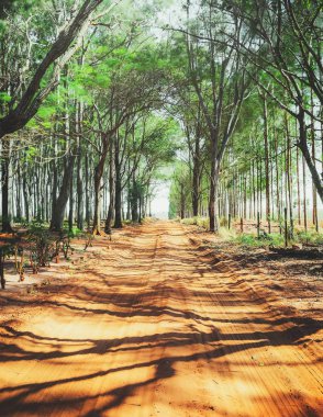 Asfaltsız çiftlik yolu ağaçlarıyla çevrili. Toprak yol. Yolda ağaçların gölgesinde.