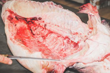 Balık Temizleme ve kesim. Elleri Pintado balık Dilimleme bir balıkçı. Pintado balık ikiye kesilerek. Brezilya Pintado balık, vücut üzerinde yuvarlak siyah noktalar ile deri balık.