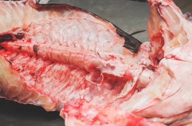 Pintado balık ikiye kesilerek. Brezilya Pintado balık, vücut üzerinde yuvarlak siyah noktalar ile deri balık.