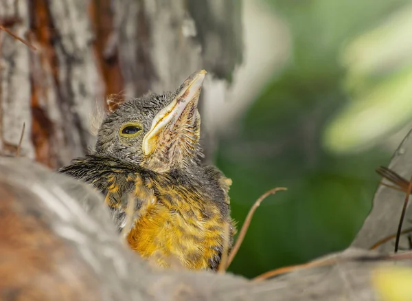赤ちゃんの鳥見る上向き食べ物を持参するママを待っています 悲しそうな目 チャバラアカゲラ ツグミ つぐみ Rufiventris Sabia ラランジェイラ — ストック写真