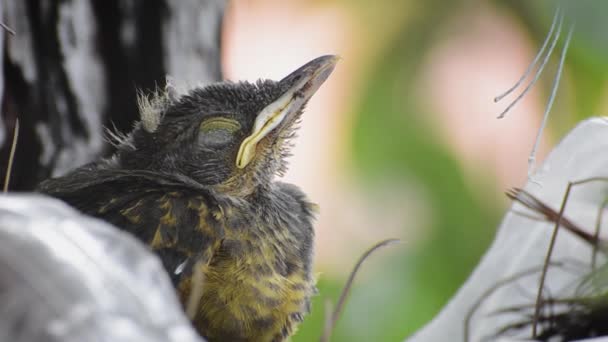 Bebé Pájaro Soñoliento Con Los Ojos Cerrados Despierto Por Momento — Vídeo de stock