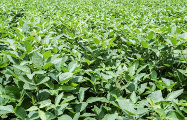 Soya ekimi yeşil yeşillik. Sağlıklı yeşillik. Hiçbir hata ile soya bitkileri. Brezilyalı tarım.