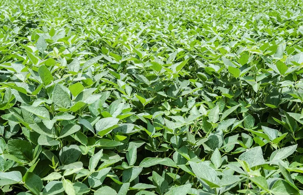Soya ekimi yeşil yeşillik. Sağlıklı yeşillik. Hiçbir hata ile soya bitkileri. Brezilyalı tarım.