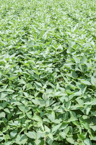 Green foliage of a soya plantation. Healthy foliage. Soy plants with no bugs. Brazilian agriculture.