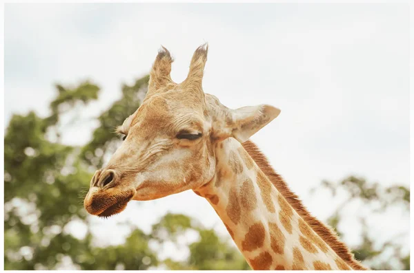 Gözleri kapalı zürafa — Stok fotoğraf