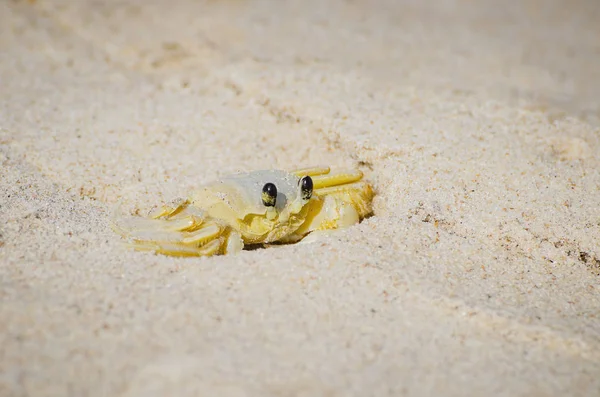 Crabe fantôme de l'Atlantique, Maria Farinha — Photo