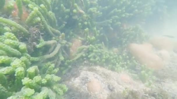 Buceo Agua Mar Corales Bajo Agua Vegetación Marina Peces Mar — Vídeos de Stock