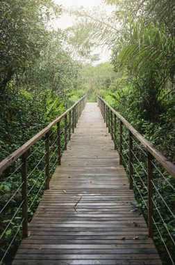 Ormanın ortasında ahşap patika