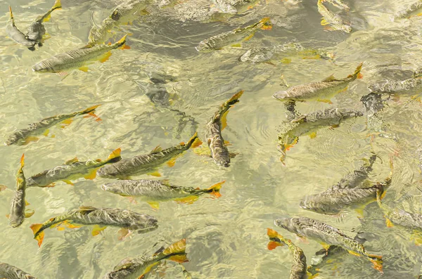 Shoal de peces Piraputanga de Bonito MS Brasil —  Fotos de Stock