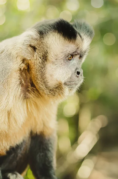 Προφίλ Μιας Άγριας Μαϊμούς Στη Ζούγκλα Προκαθήμενος Μακάκο Σαζάους Βραζιλιάνικο — Φωτογραφία Αρχείου
