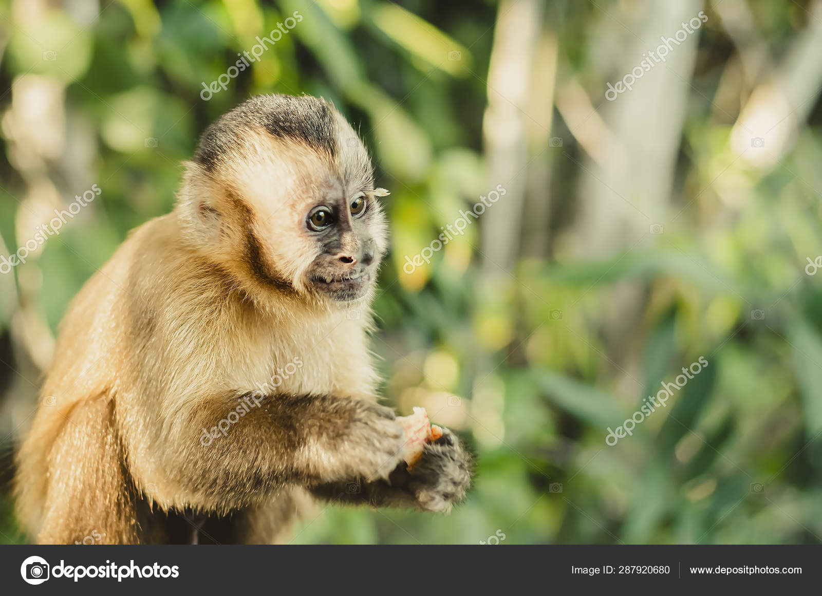 Wild monkey on top of a tree, holding on branches. Primate Macaco