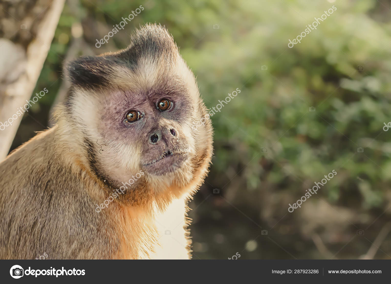 Macaco Prego Stock Photo by ©vbacarin 287923286