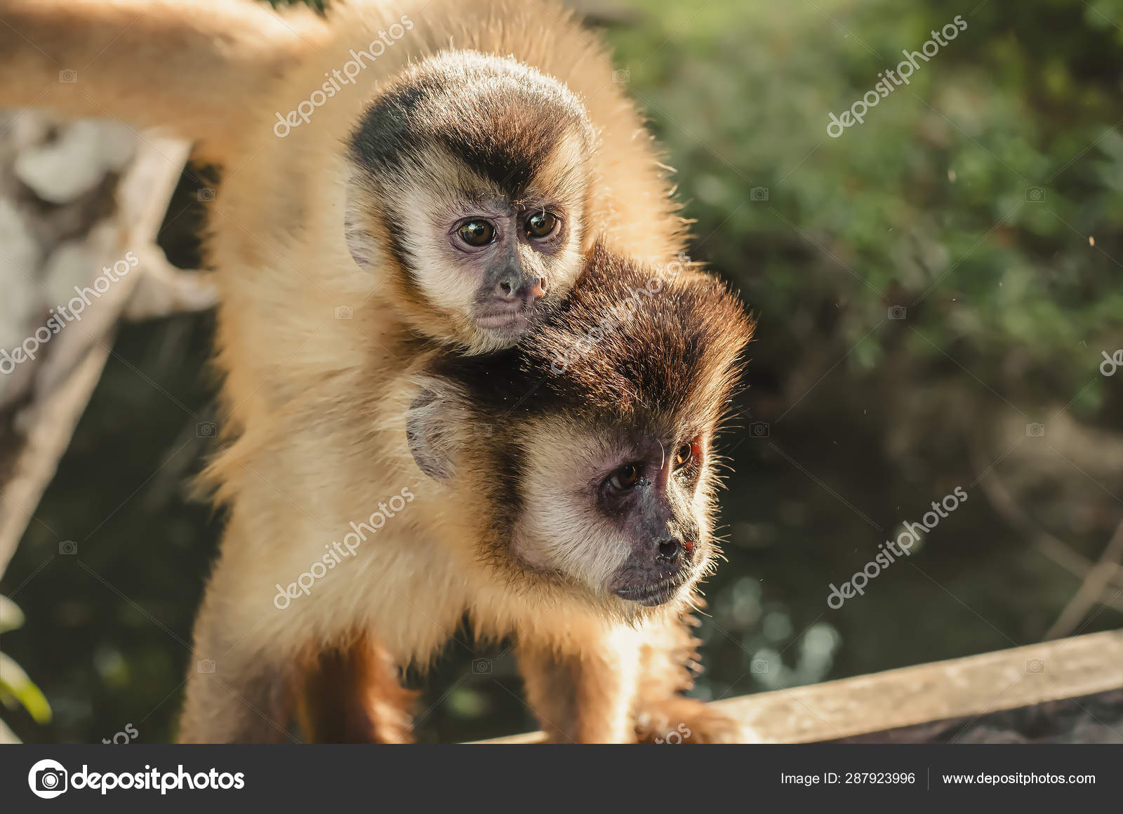 Wild monkey on top of a tree, holding on branches. Primate Macaco