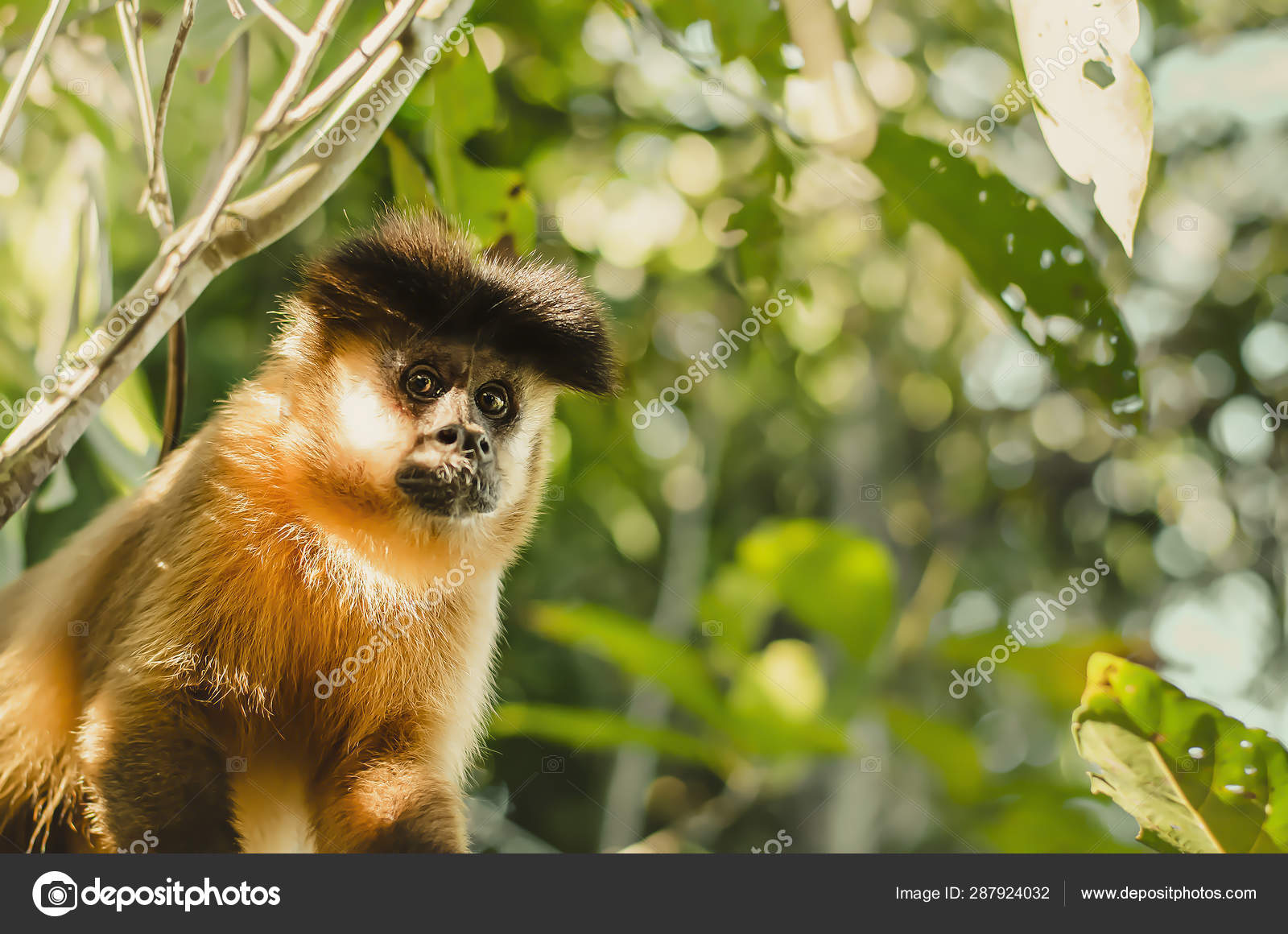 Macaco brasileiro, Macaco Prego — Foto © vbacarin #287924032