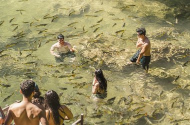 Bonito MS Brezilya 'da balıklar ile yüzme turist grubu