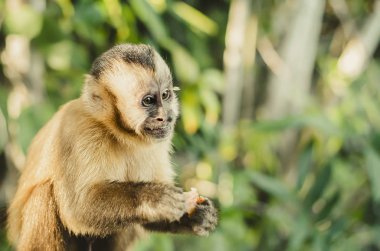 Brezilya maymunu, Macaco Prego