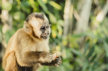 Brazilian monkey, Macaco Prego clipart