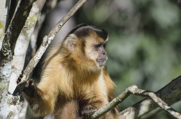 Monyet liar di atas pohon — Stok Foto