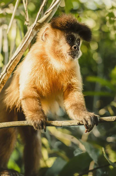 Άγρια Μαϊμού Στην Κορυφή Ενός Δέντρου Κρατώντας Στα Μικροσκοπικά Κλαδιά — Φωτογραφία Αρχείου