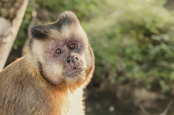 Prego Macaco — Stok Foto